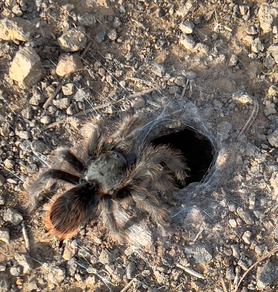 Grand Canyon Black Tarantula From Archuleta County, CO, USA On August 4 ...