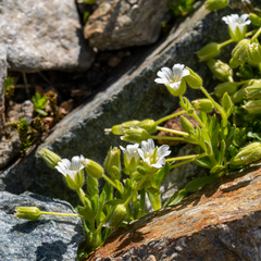 Cerastium pedunculatum