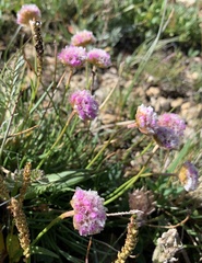 Armeria maritima sibirica