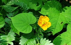 Kallstroemia grandiflora