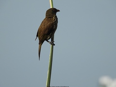 Dulus dominicus