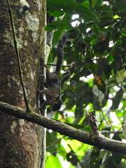 Microsciurus santanderensis