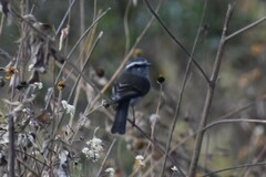 Ochthoeca leucophrys