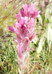 Castilleja lemmonii