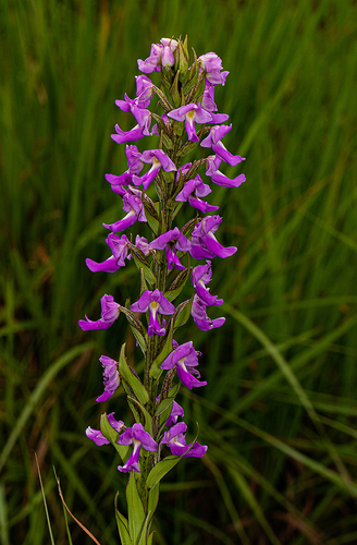 Brachycorythis pleistophylla image