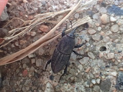 Sphenophorus parvulus