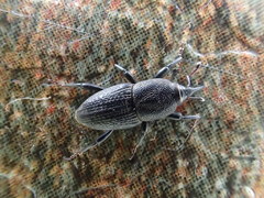 Sphenophorus parvulus