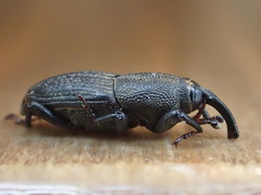 Sphenophorus parvulus