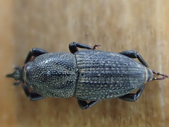 Sphenophorus parvulus