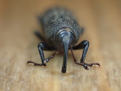 Sphenophorus parvulus
