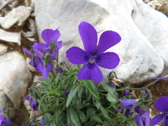 Viola dubyana