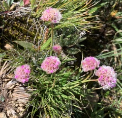 Armeria maritima sibirica