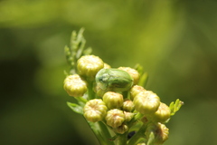 Cassida stigmatica