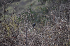 Ochthoeca leucophrys