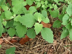 Physalis mollis