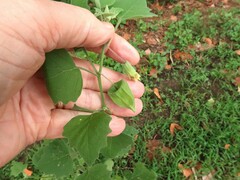 Physalis mollis