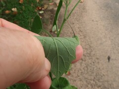 Physalis mollis