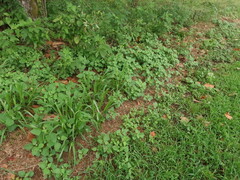 Physalis mollis