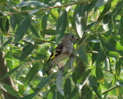 Carduelis carduelis