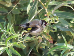 Carduelis carduelis