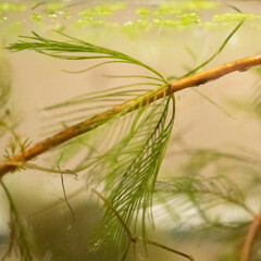 Myriophyllum aquaticum