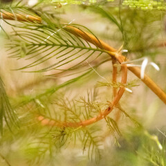 Myriophyllum aquaticum