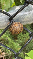 Cornu aspersum