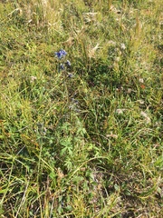 Delphinium brachycentrum