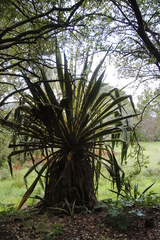 Furcraea selloana