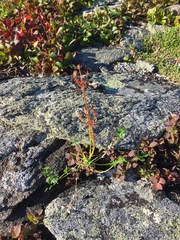 Anemonastrum sibiricum