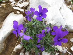 Viola dubyana