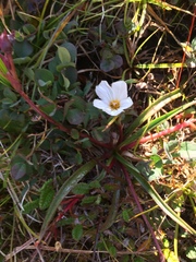 Claytonia acutifolia