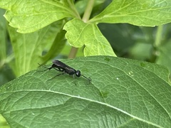 Auplopus carbonarius