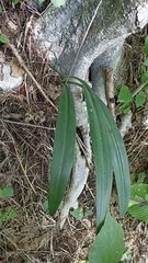 Guarianthe aurantiaca