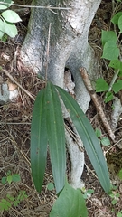 Guarianthe aurantiaca