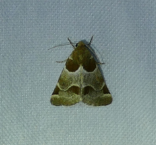 Schinia sexplagiata photo 4