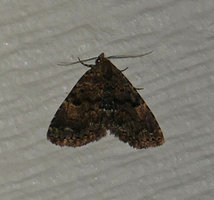 Metalectra miserulata