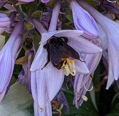 Bombus auricomus