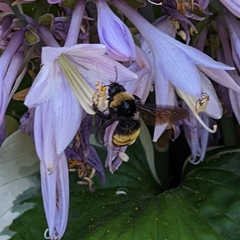 Bombus auricomus