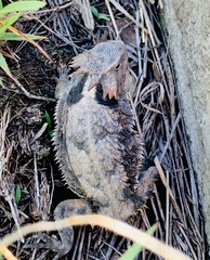 Phrynosoma braconnieri