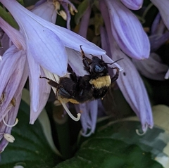 Bombus auricomus