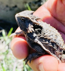 Phrynosoma braconnieri