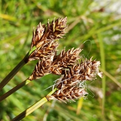 Carex lachenalii