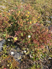 Potentilla biflora