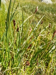 Carex lachenalii