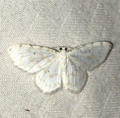 Hydrelia albifera