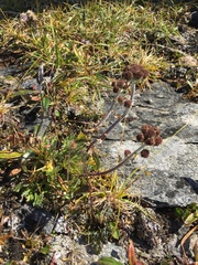 Artemisia globularia