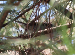 Curruca melanocephala