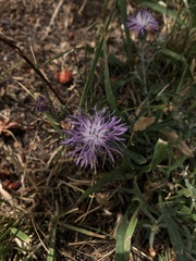 Centaurea stoebe