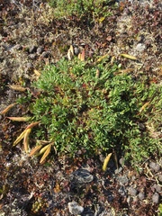 Oxytropis scammaniana